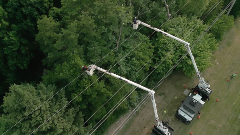 Best Tree Risk Assessment  in Sto Brook, NY