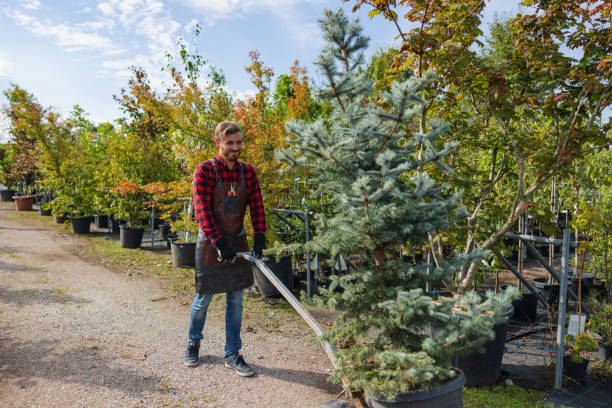 Best Tree and Shrub Care  in Sto Brook, NY