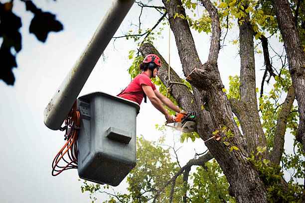 Best Firewood Processing and Delivery  in Sto Brook, NY