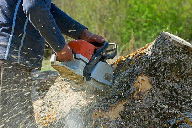 Best Palm Tree Trimming  in Sto Brook, NY